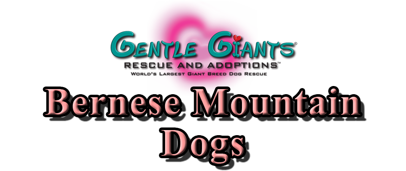 Bernese Mountain Dogs at Gentle Giants Rescue and Adoptions